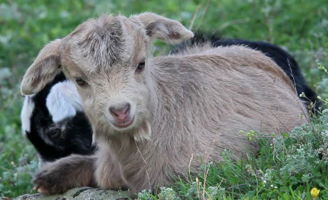 Sürüden ayrılan keçi binanın tepesinde görüntülendi.